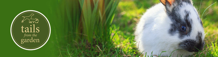 What is My Rabbit Saying?