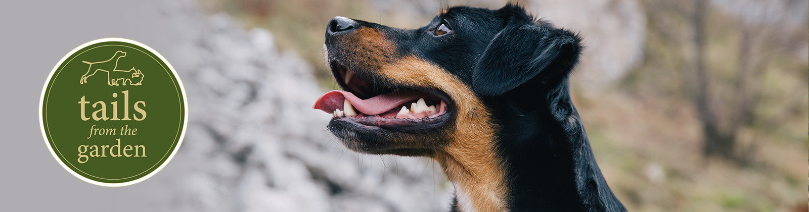 Why Owning a Pet is Good For You