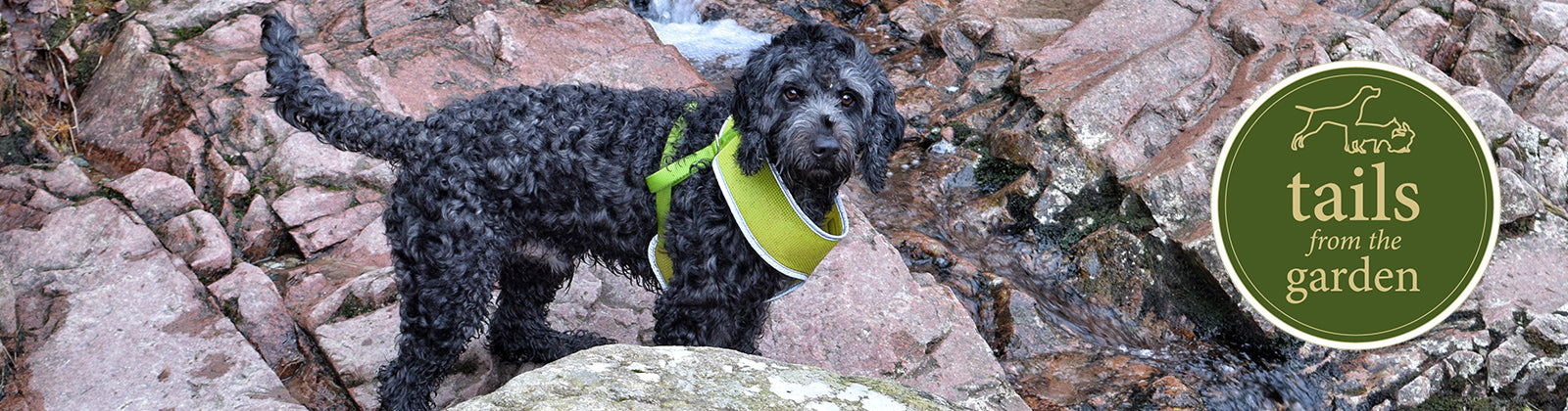 Fun-filled Family Adventures for You and Your Pooch