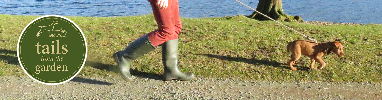 Top Dog Walking Tips