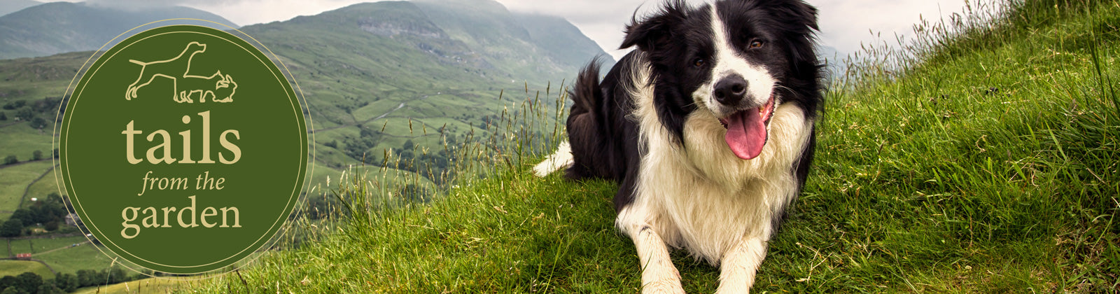 Harringtons' Best Dog Friendly Bed and Breakfasts Competition