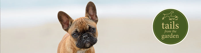 Summer Dog Walks: Staying Safe on the Coast