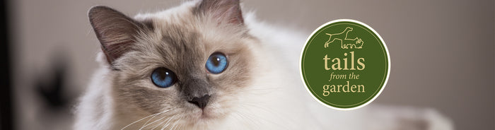 Top Tips for Preventing Hair Balls