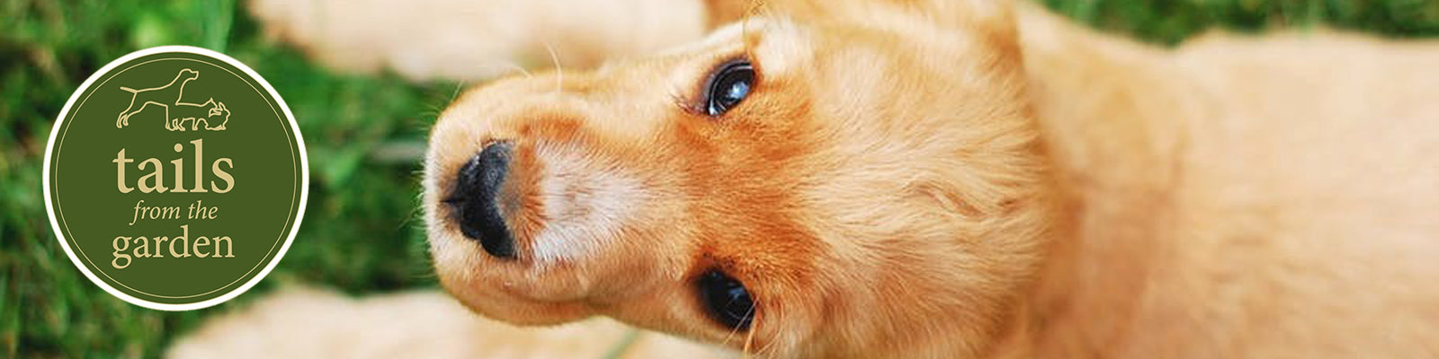 Top Tips to keep Your Pooch Cool This Summer