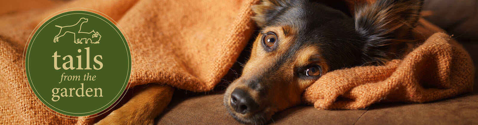 Keep your dog safe and happy on Bonfire Night