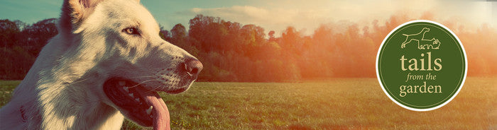 Tasty Frozen Pet Treats For Hot Summer Days