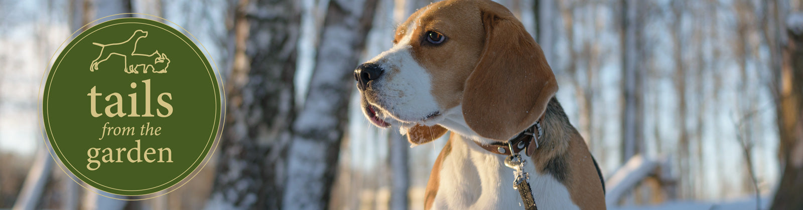 Winter Walking Safety Tips