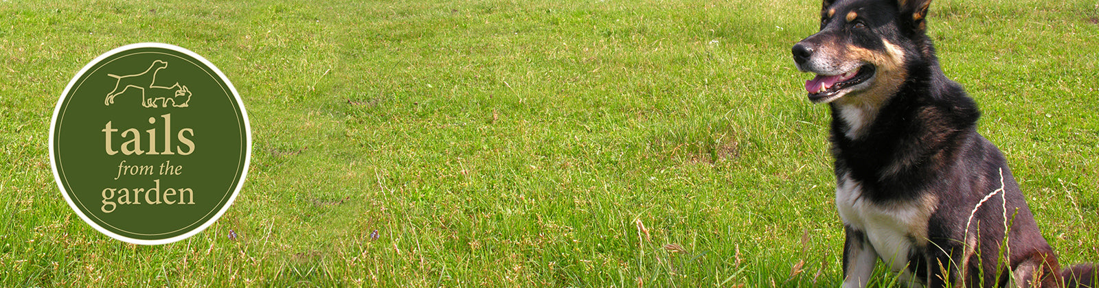 What to do if you encounter cows on your dog walk