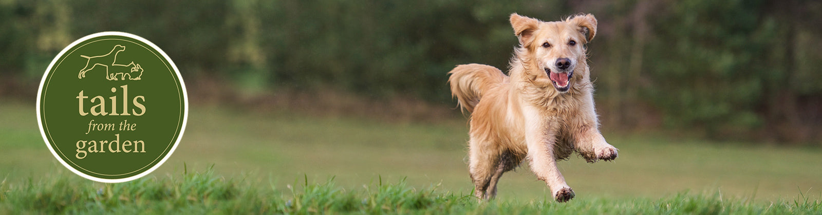 5 Surprising Superfoods For Your Pooch