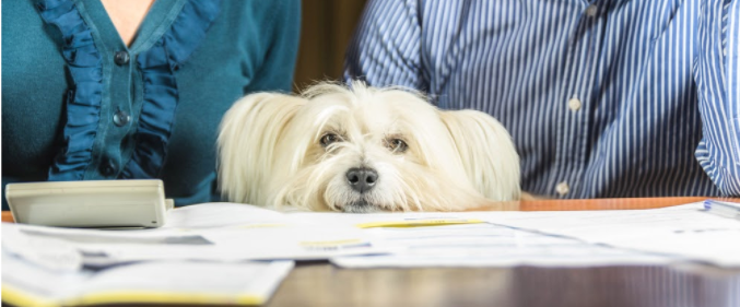 5 Top Tips for Cost and Budgeting for a Puppy