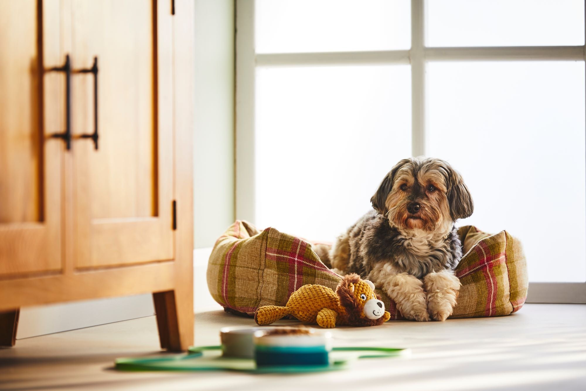 Am I feeding my dog a healthy diet?