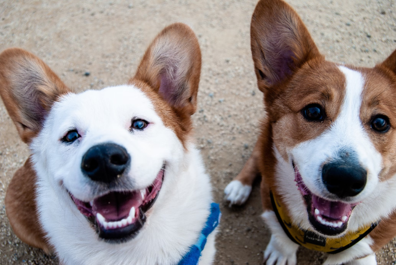 The Formula for a Happy Dog: Unlocking Your Dog’s Tail-Wagging Potential