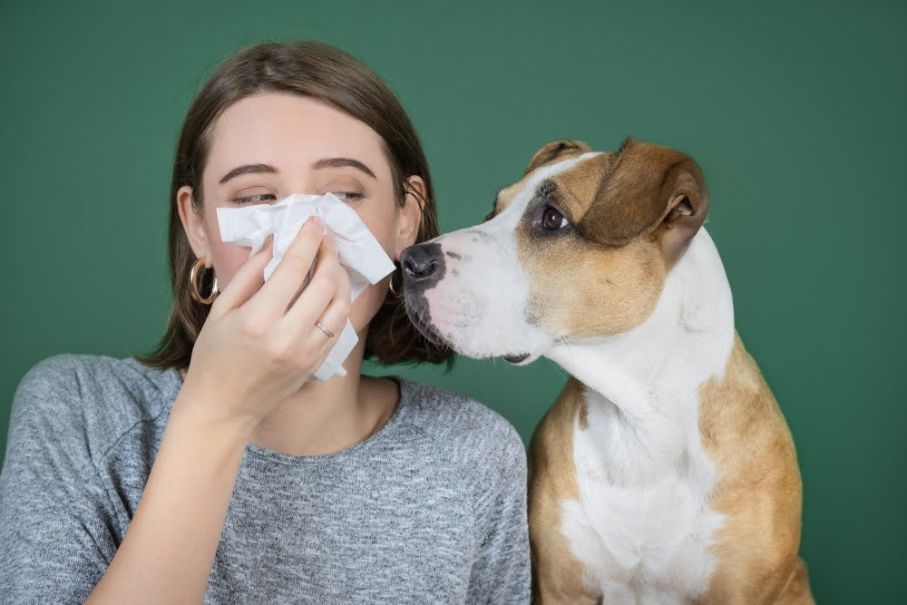 Hypoallergenic dogs: the best breeds for people with allergies