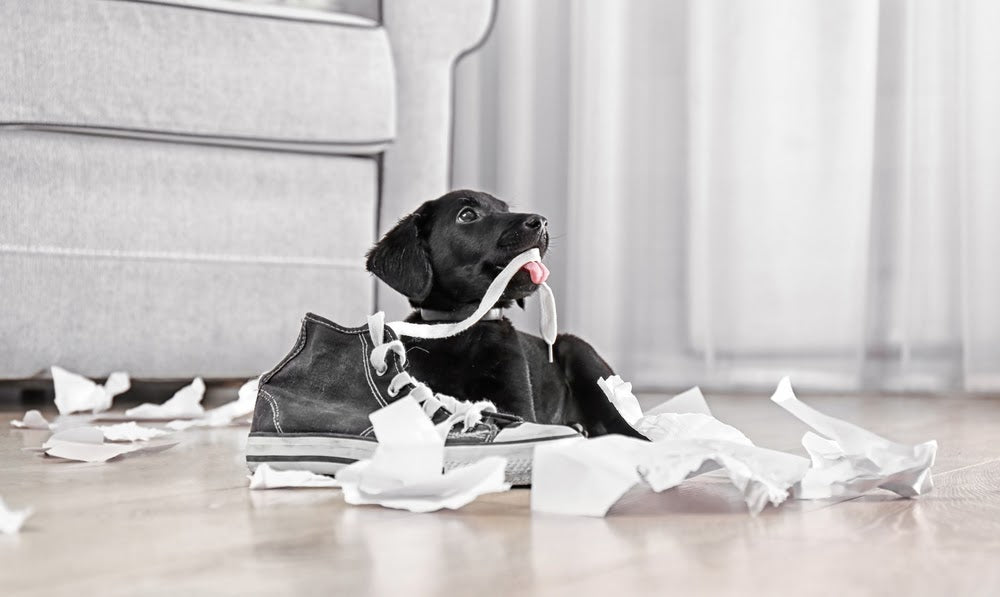 How to Handle Naughty Puppy Behaviour