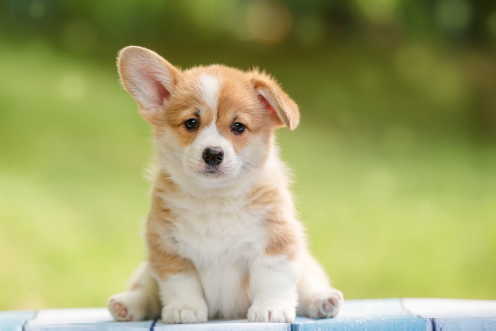 How to Socialise Your Puppy and Build Their Confidence