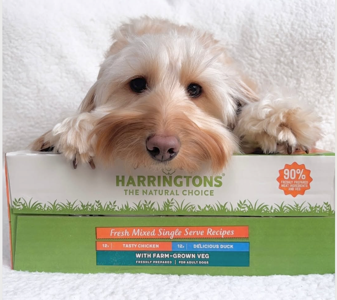 Why Natural Dog Food Matters