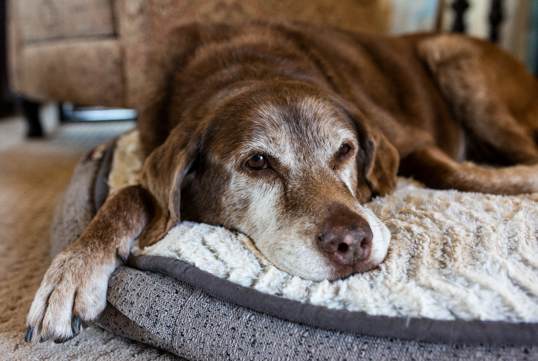 Signs of Dog Dementia and What to Do If You Notice Them