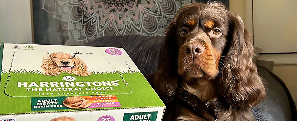 A guide to feeding your pet