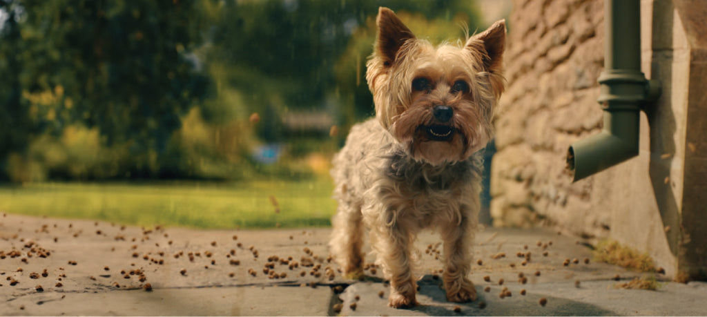 Introducing our brand new advert, with posh nosh at proper prices!