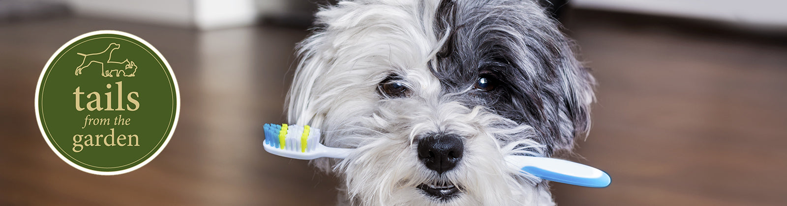 The Key to Healthy Gums