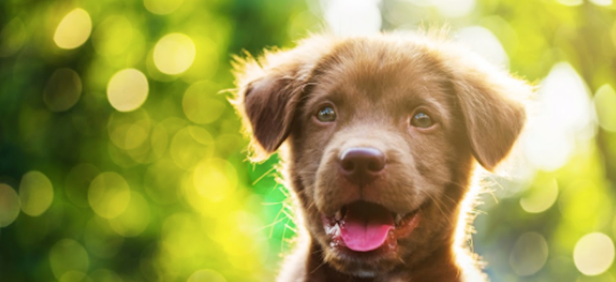 Welcome to the Harringtons Puppy Club!