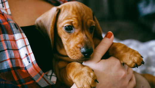 Where to get a puppy