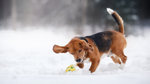 Winter puppy or summer puppy?