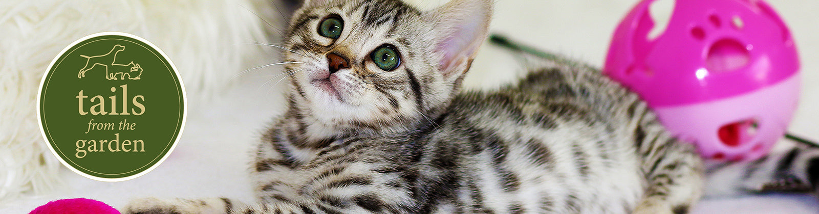 5 Activities to Keep Your Cat Content