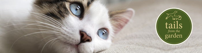 Does Your Kitty Have Flu?