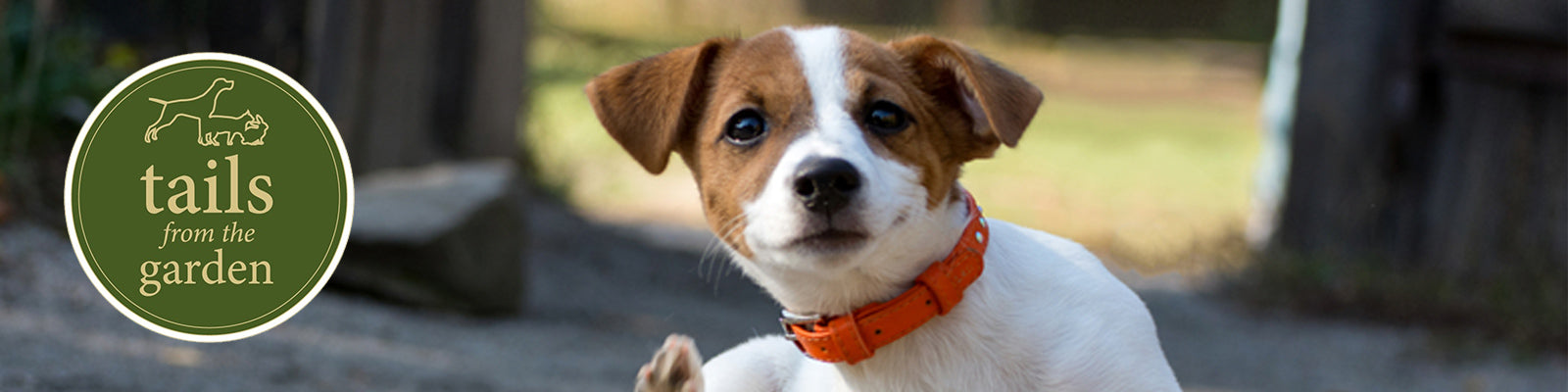 Five Common Skin Issues in Dogs and When to Worry