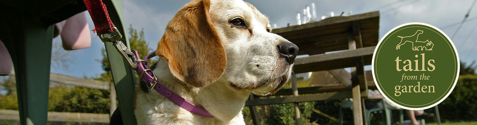 Harringtons' Best Dog Friendly Pubs