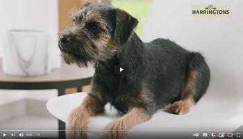 Why is my Puppy scared of visitors?