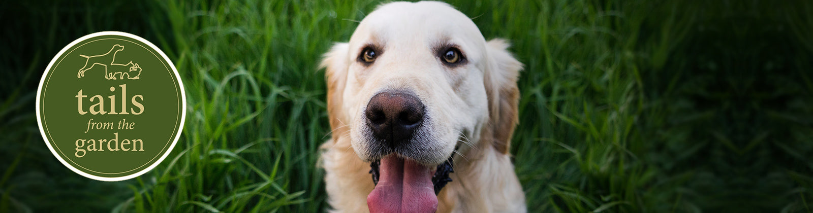 Summer BBQ Dangers to Avoid