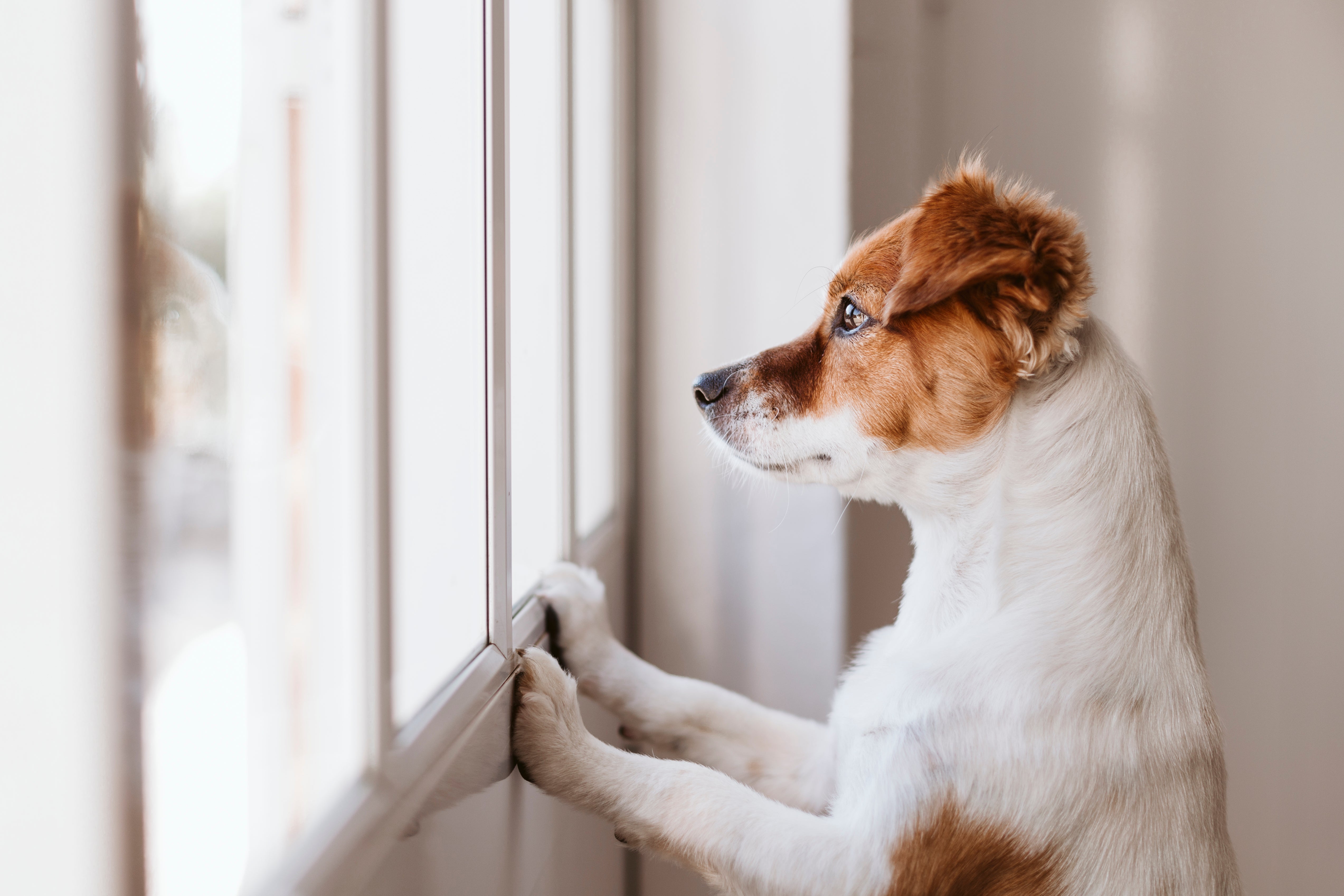 Top tips for leaving your dog home alone