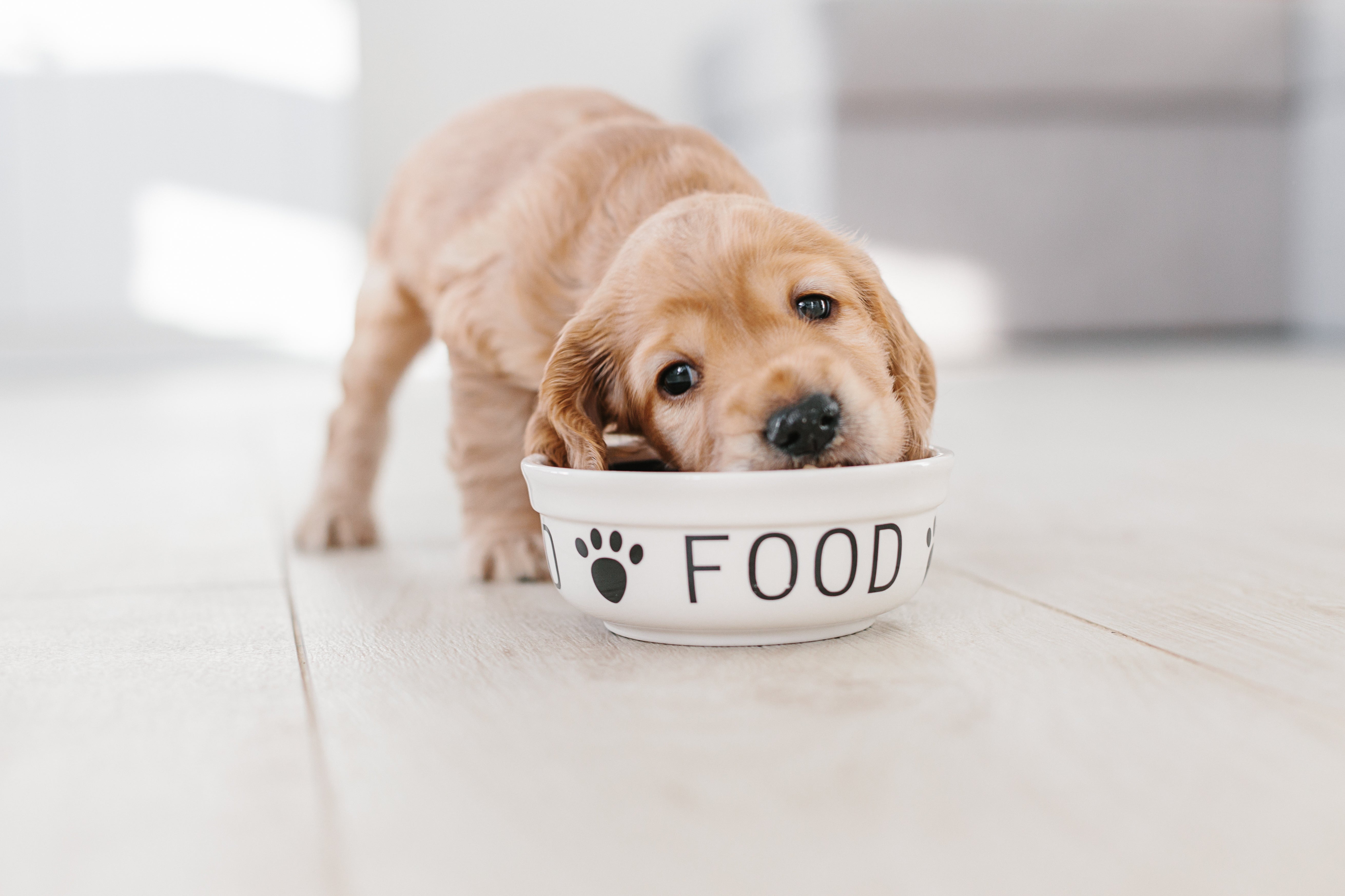 How Much Should Your Dog Weigh?