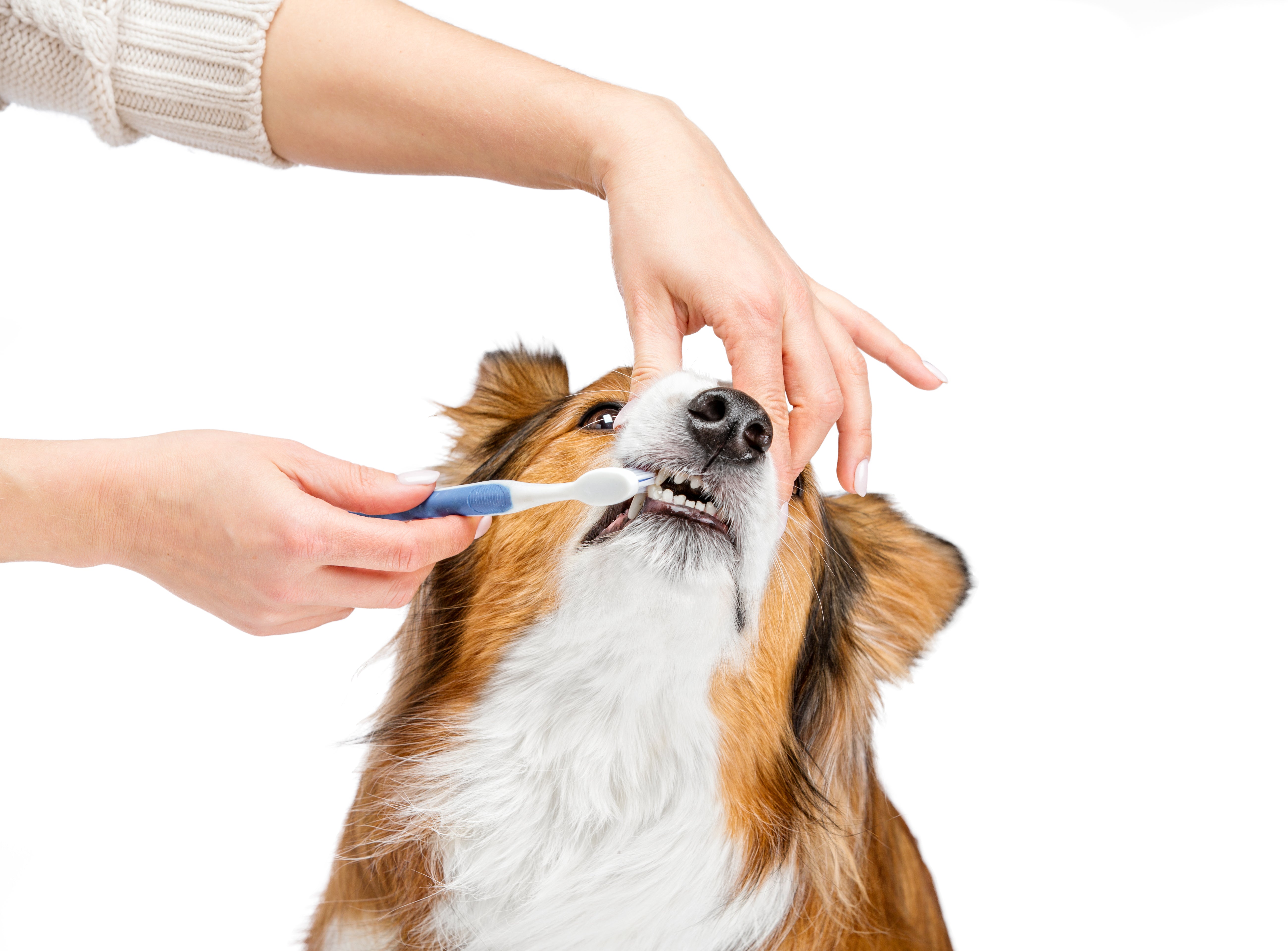 How to look after your dog's teeth