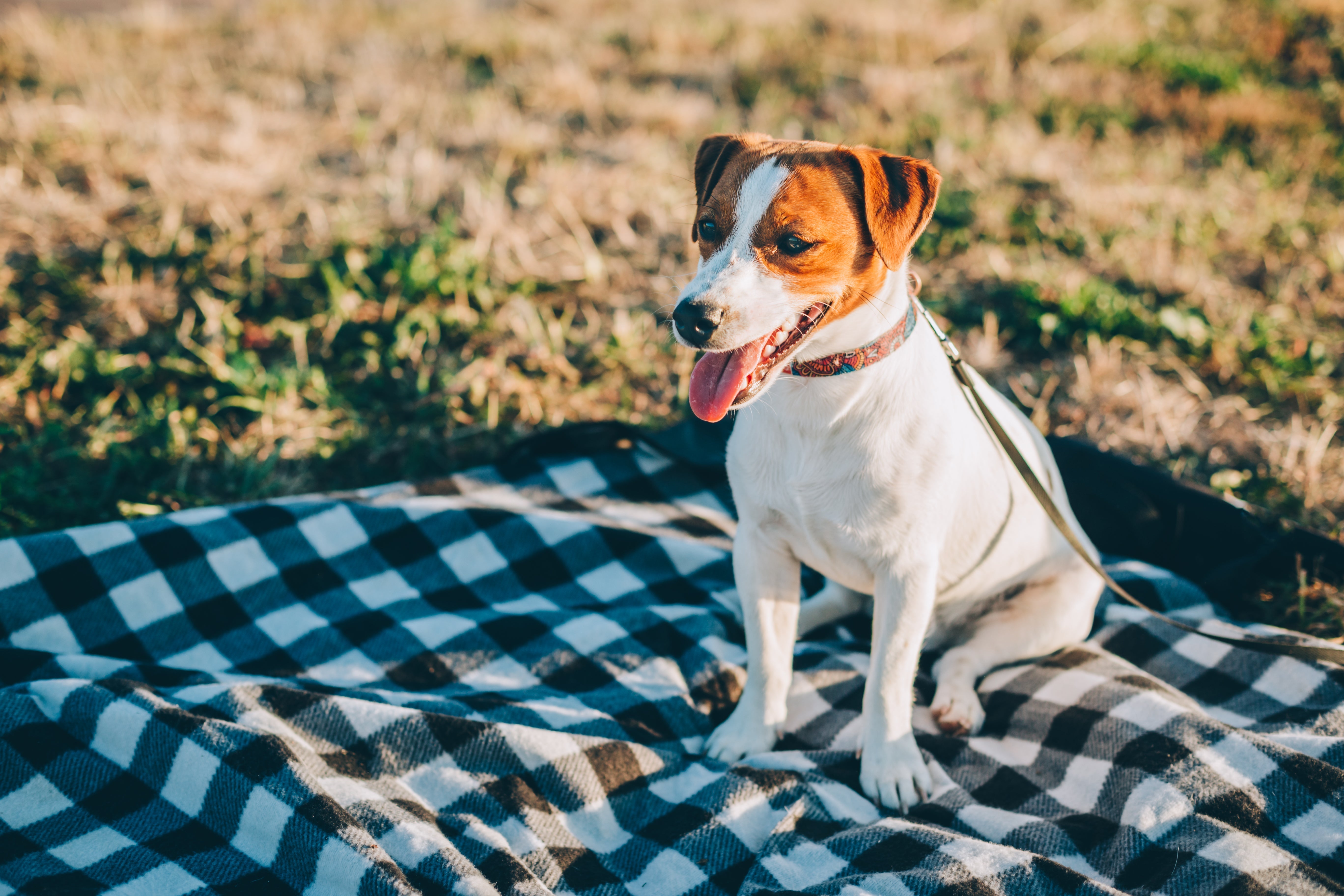 How to Keep Your Dog Safe at summer gatherings