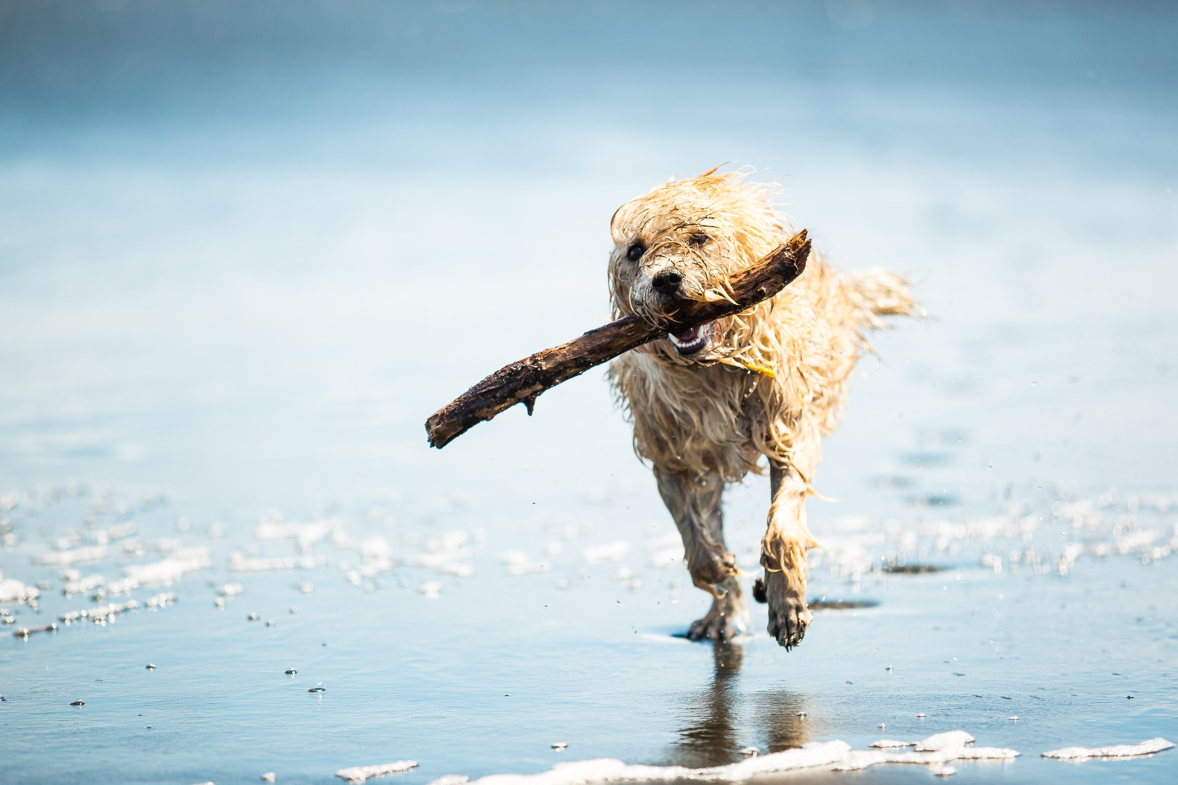 5 Tail-Wagging UK Adventures to Share With Your Dog