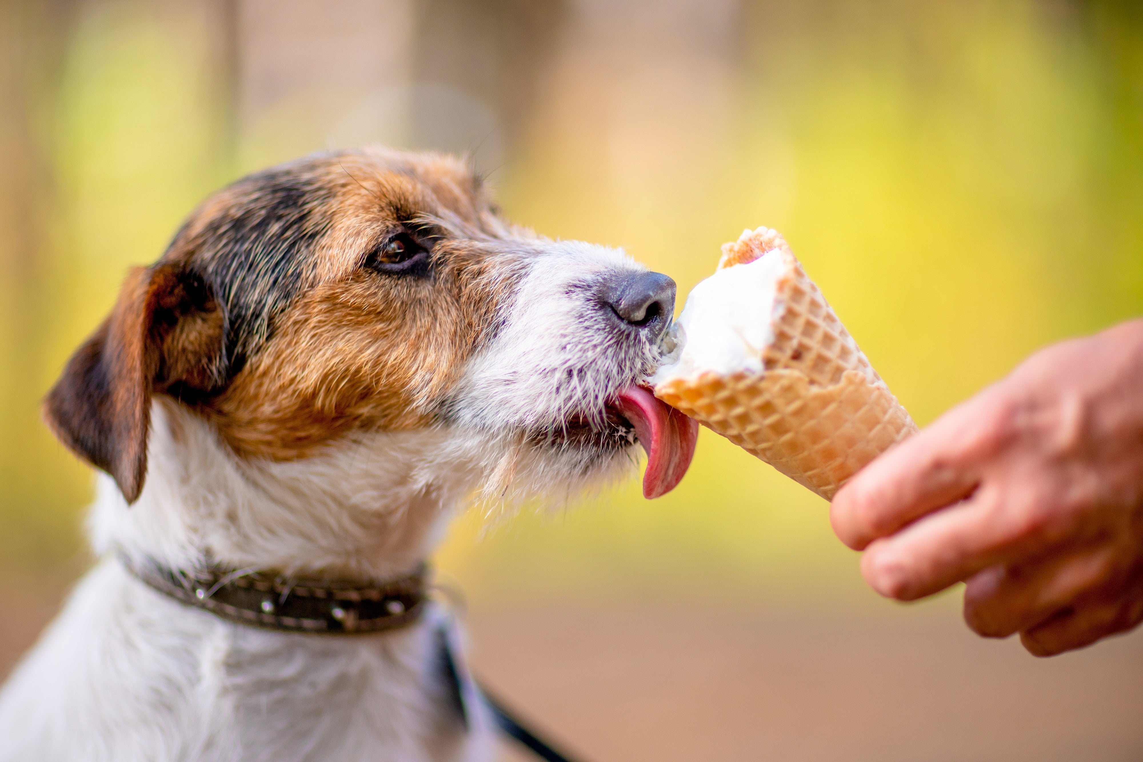 Dog Friendly Frozen Treat Recipes