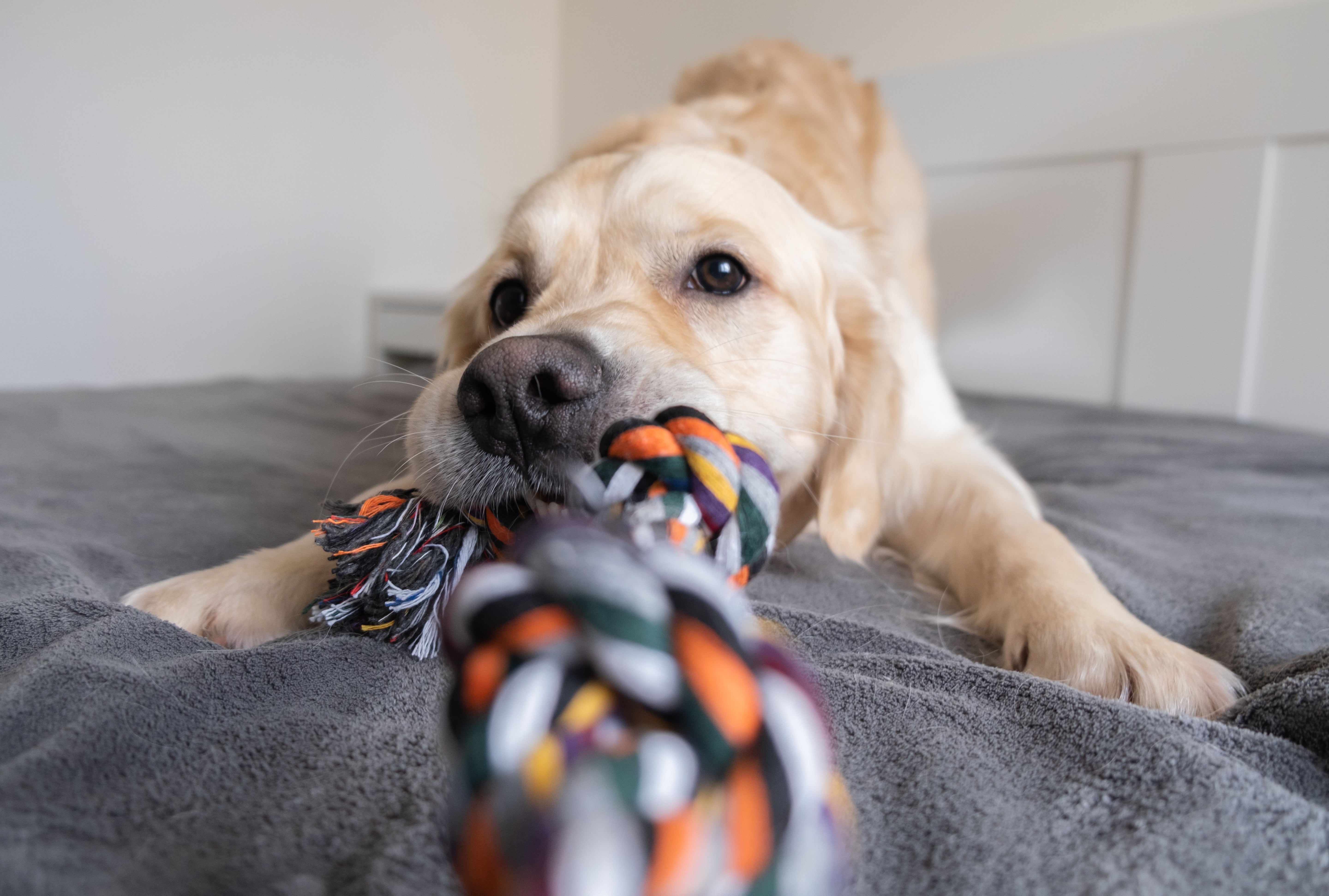 How to play with your dog: The key to a happy, healthy pup