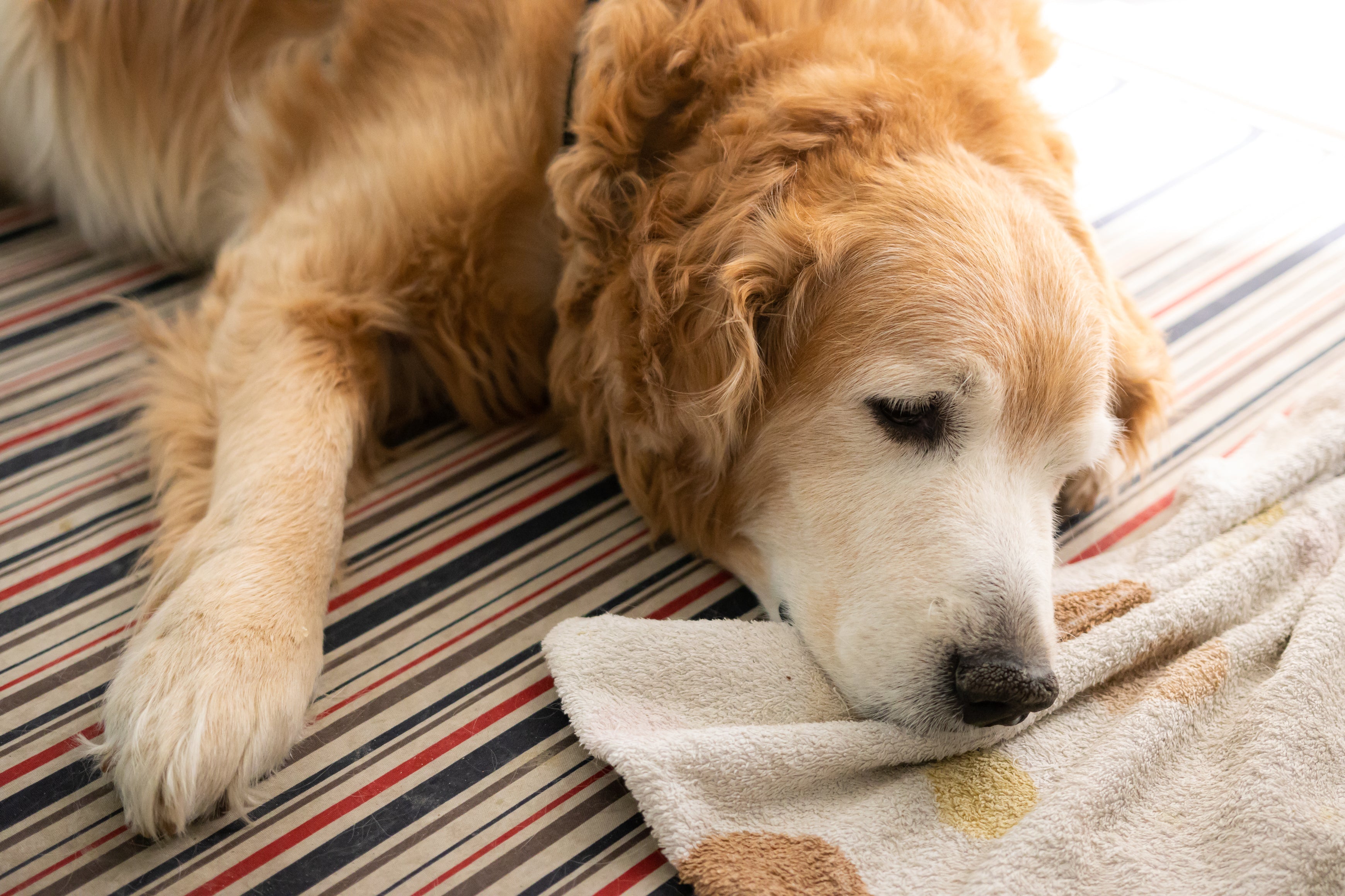 Top Tips to Manage Dog Moulting During Summer
