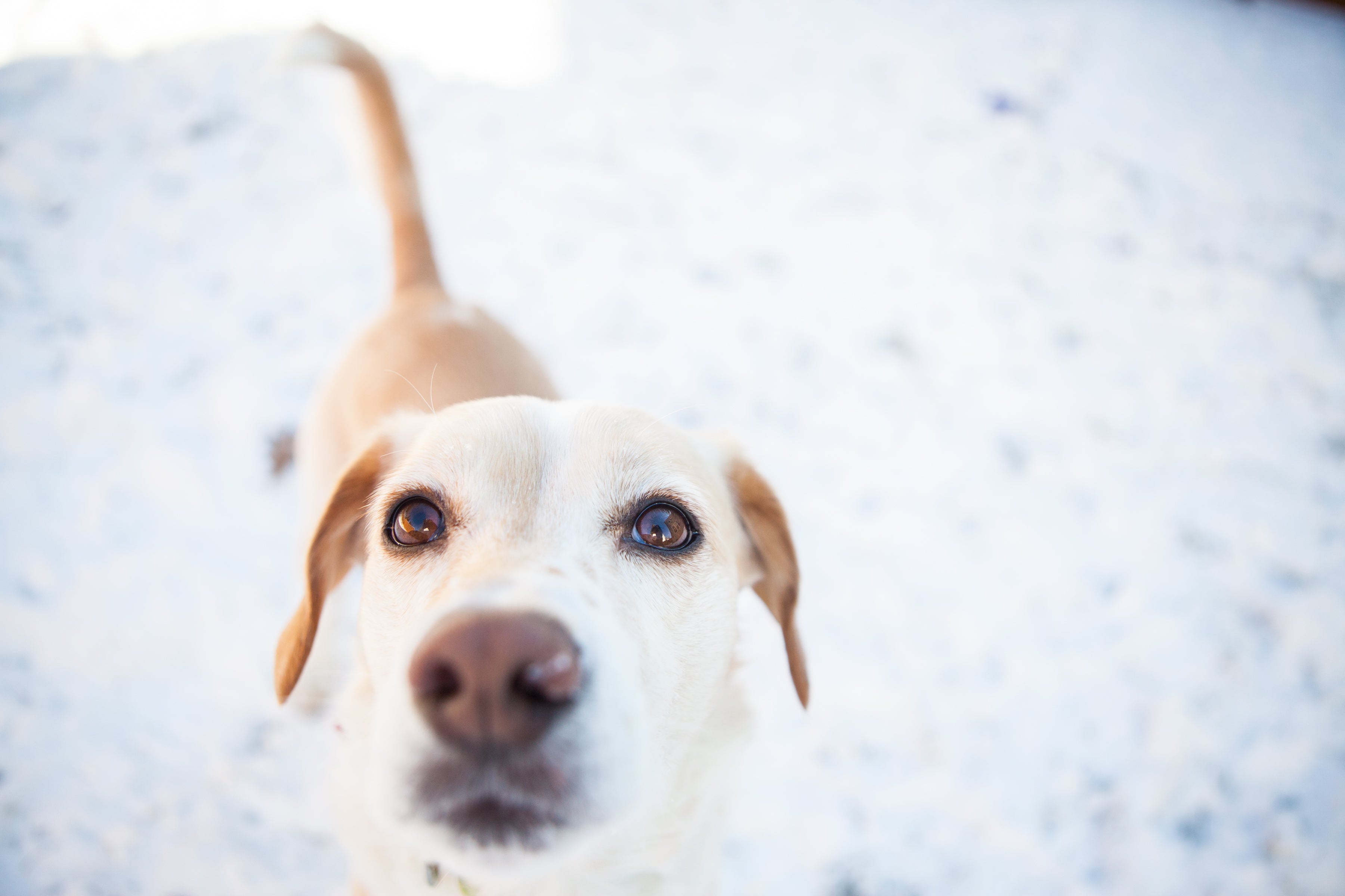 How to Stay Safe and Warm on Autumn and Winter Dog Walks