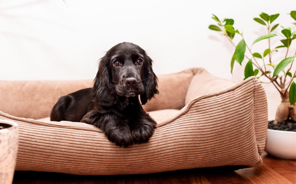 Your Puppy's First Night: How to Help Them Feel Safe and Settled