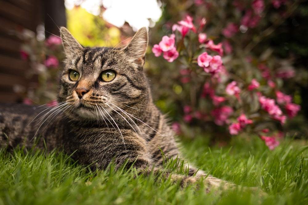 Keeping Your Cat Cool In The Summer: Tips from Harringtons Pet Food