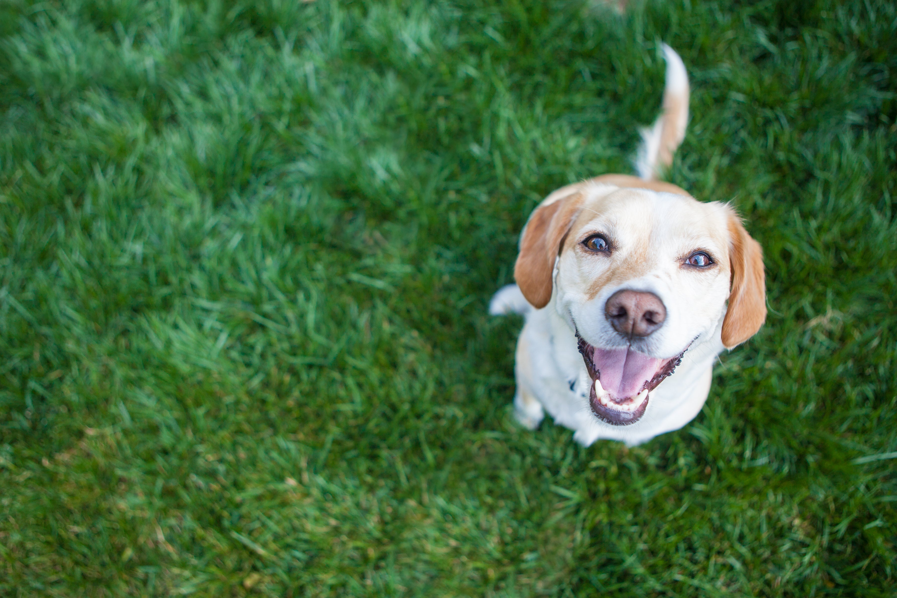 5 Simple Ways to Be a More Sustainable Pet Owner