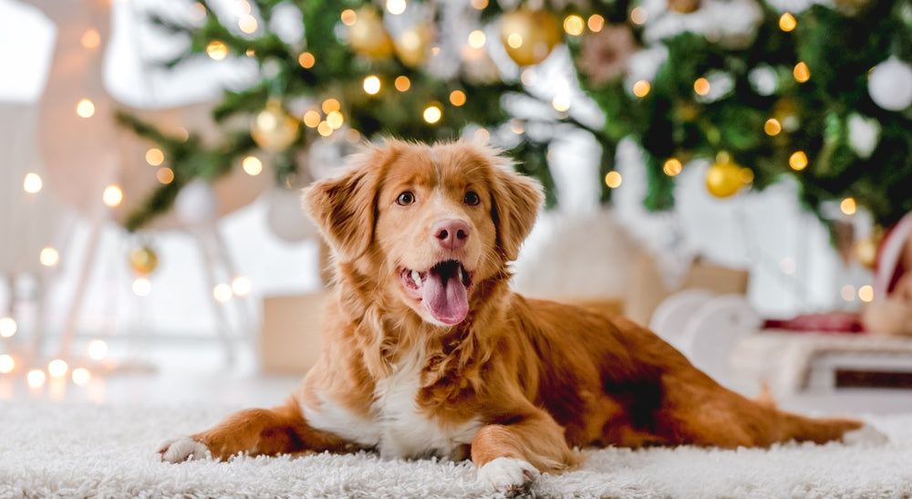 Keeping Dogs Safe at Christmas