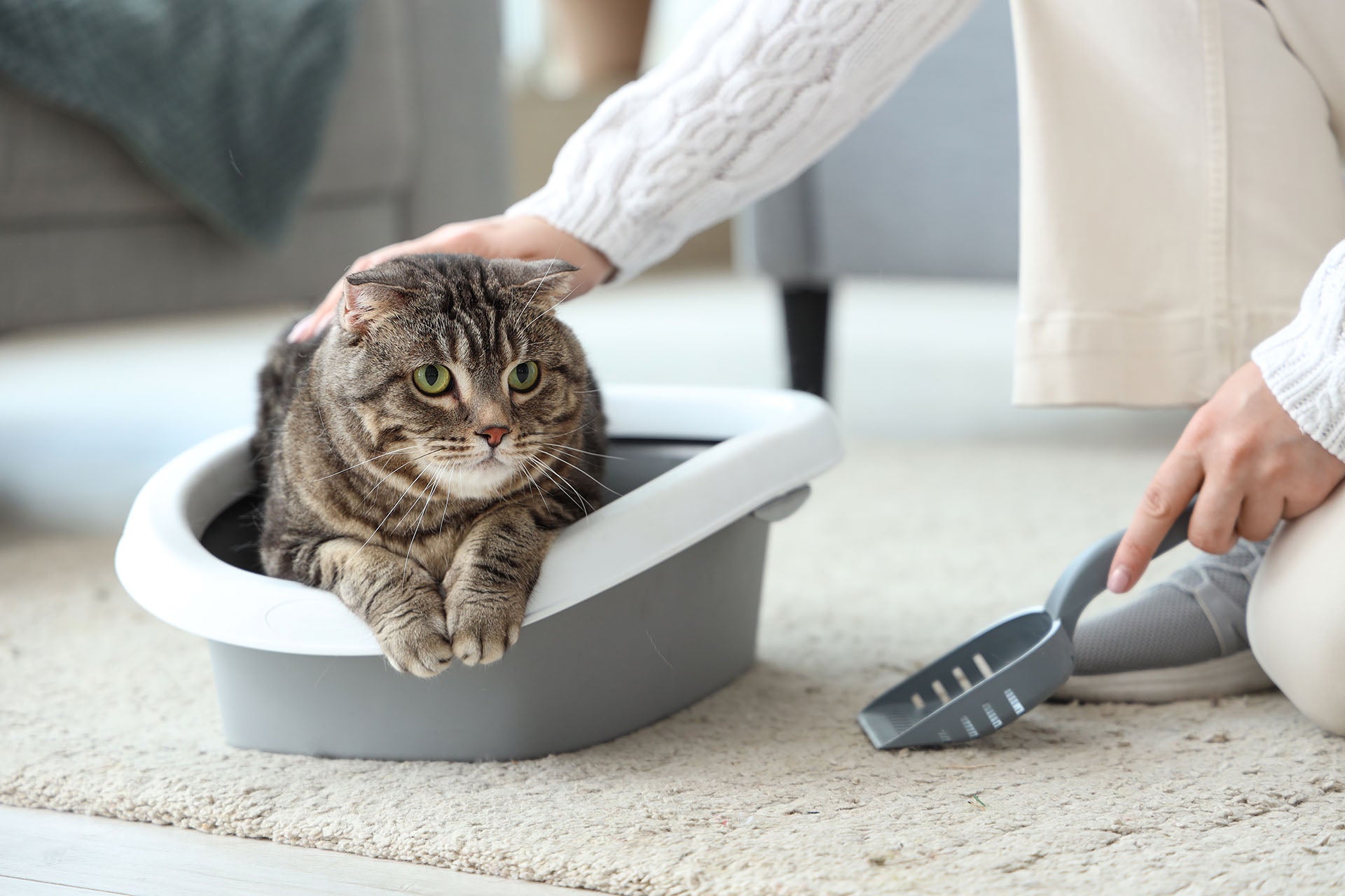 How to Introduce a New Cat to Your Family