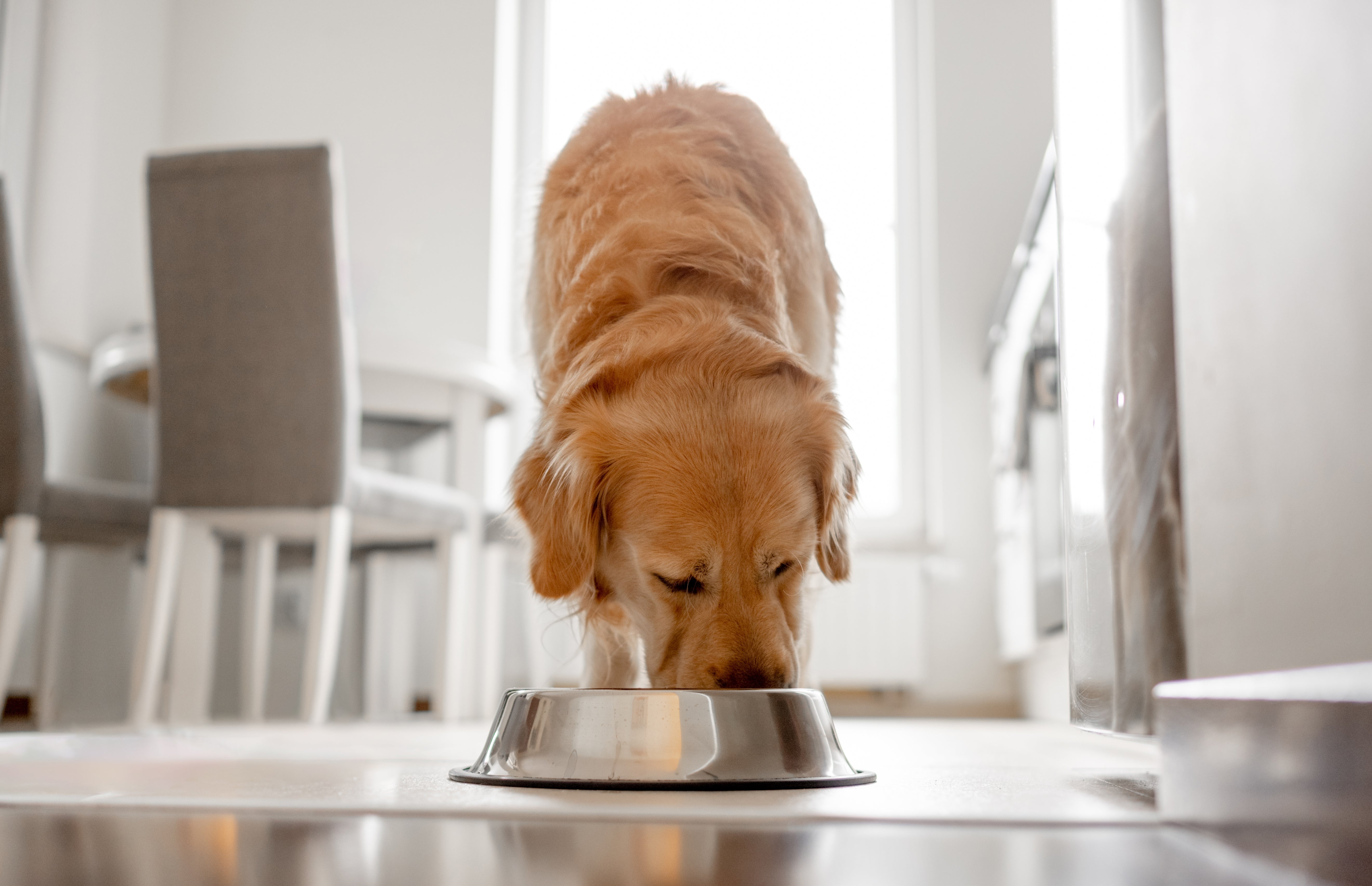 Understanding Chicken & Poultry Sensitivities in Dogs