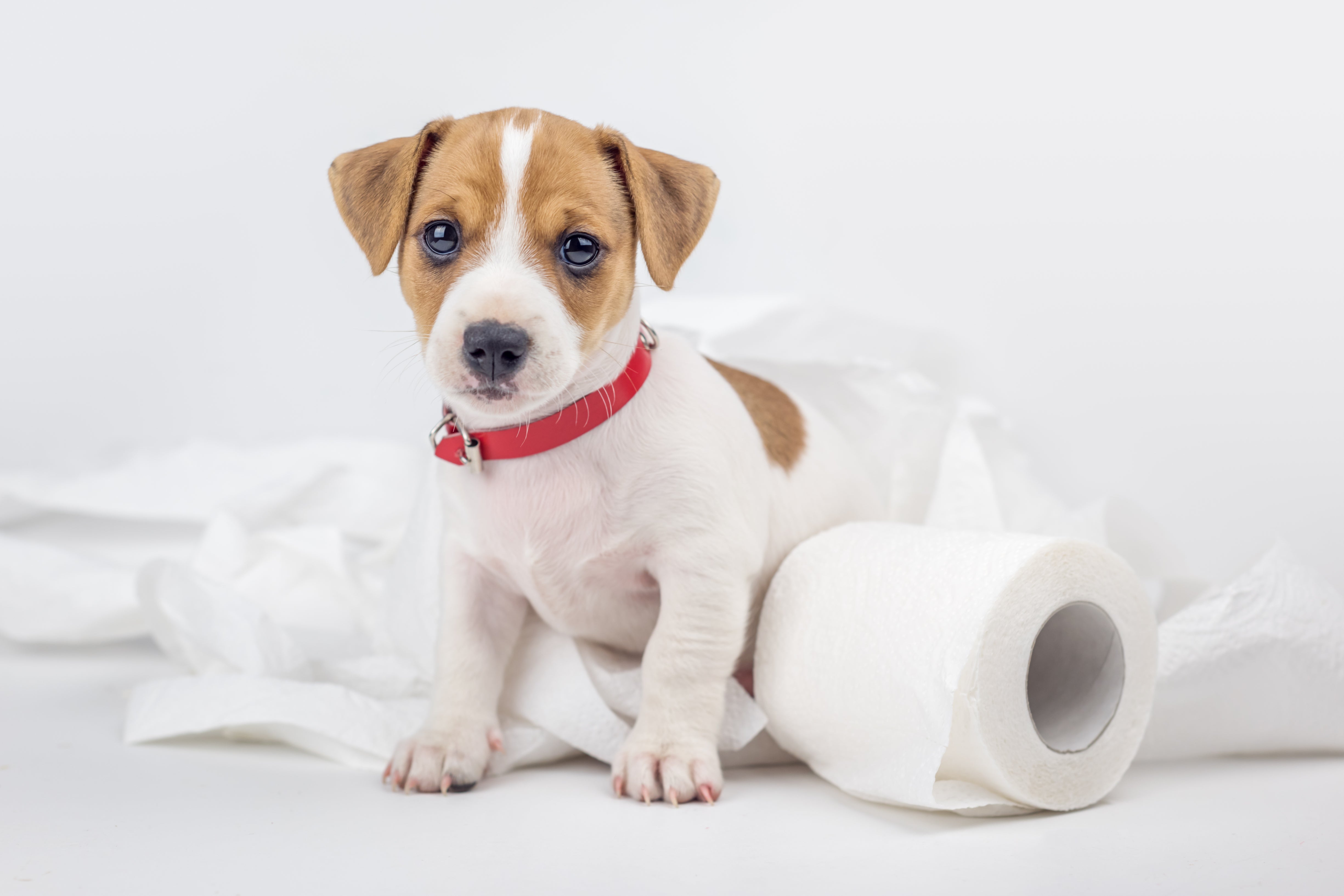 How to Toilet Train Your Puppy: 5 Top Tips