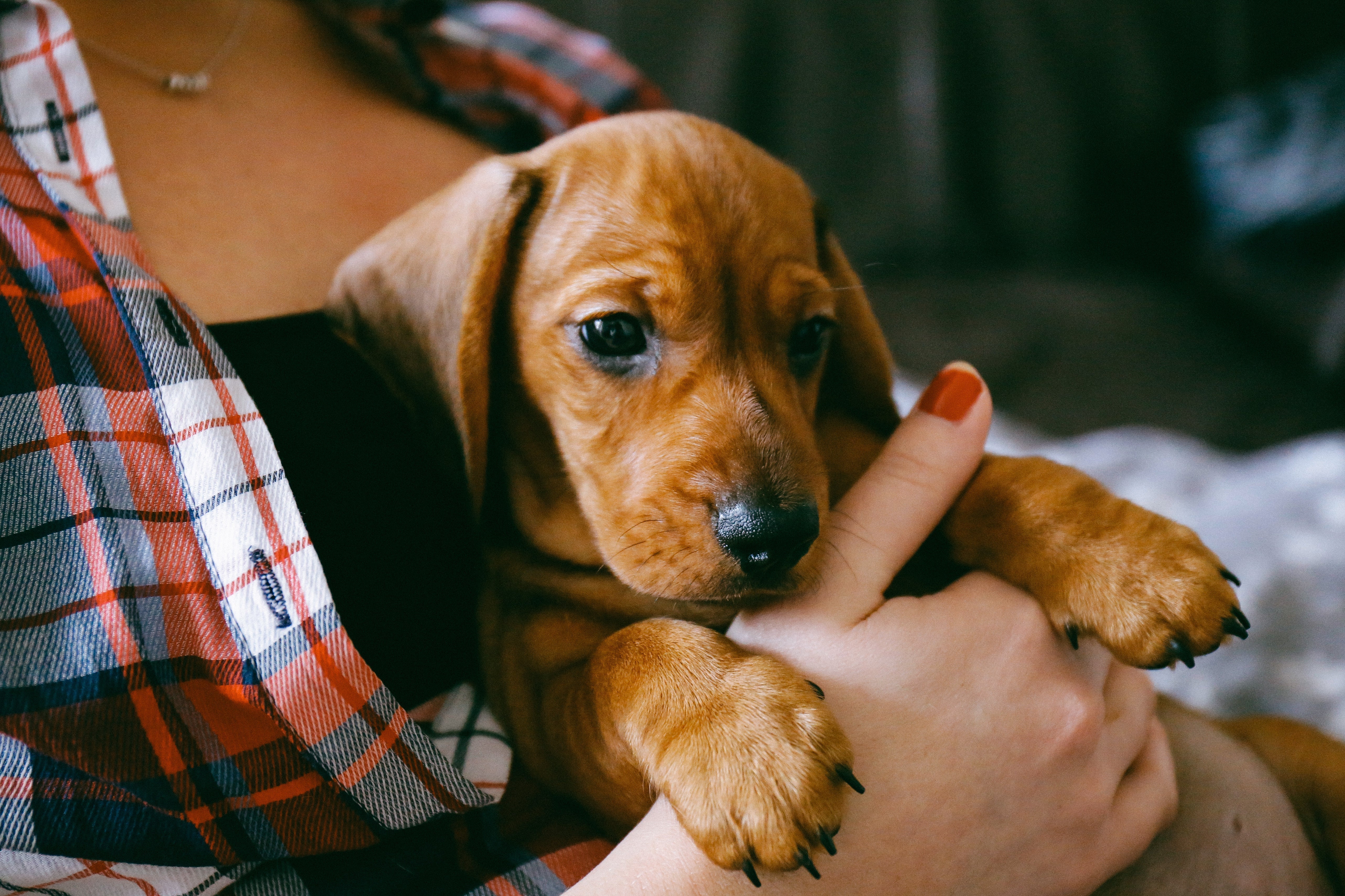 Your Essential Checklist for Bringing a New Puppy Home